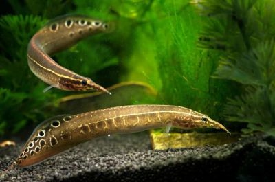 Лот: 20938553. Фото: 1. Макрогнатус глазчатый (Macrognathus... Рыбки