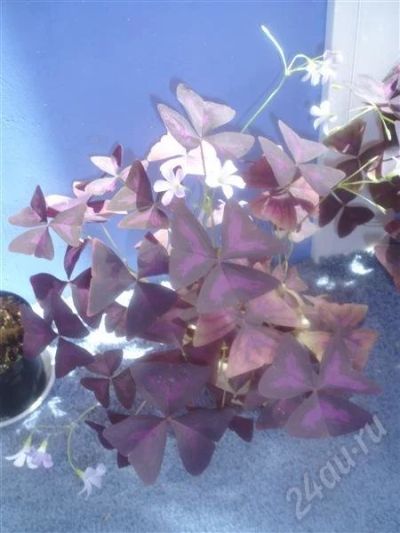 Лот: 442685. Фото: 1. Oxalis (кислица) 1. Горшечные растения и комнатные цветы
