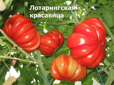 Лот: 10533675. Фото: 1. томат Лотарингская красавица розовая... Ягоды