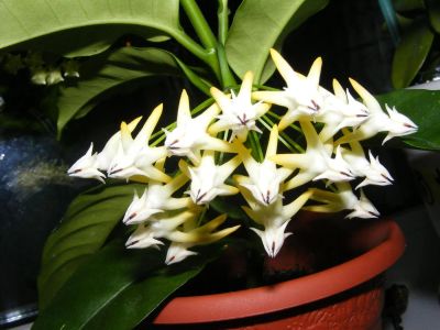 Лот: 3014503. Фото: 1. Хойя многоцветковая Hoya multiflora... Горшечные растения и комнатные цветы