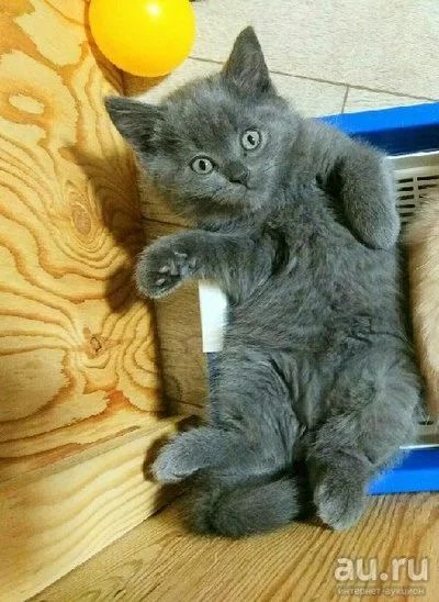 Лот: 17921752. Фото: 1. Британские котята. Кошки, котята