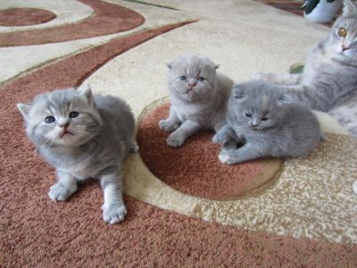 Лот: 5727892. Фото: 1. продам миленьких шотландочек. Кошки, котята