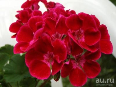 Лот: 13791218. Фото: 1. Пеларгония PAC Flower Fairy Velvet... Горшечные растения и комнатные цветы