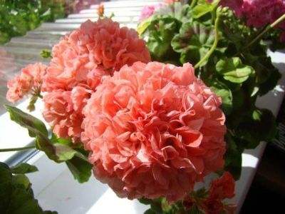 Лот: 11186271. Фото: 1. Зональная пеларгония "Powder Puff... Горшечные растения и комнатные цветы