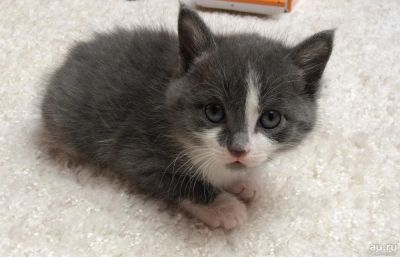 Лот: 8726212. Фото: 1. Котятки в хорошие руки. Кошки, котята