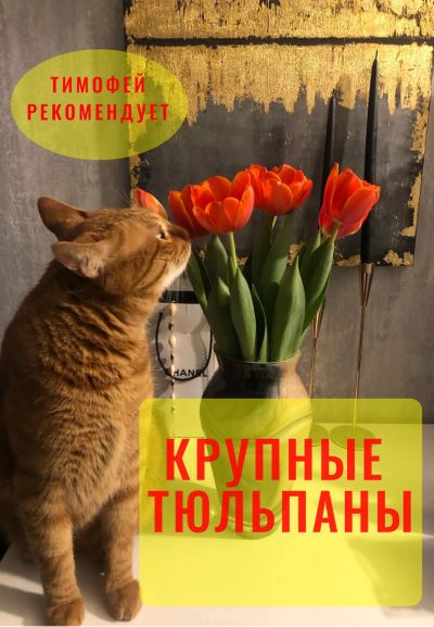 Лот: 20008843. Фото: 1. Тюльпаны от кота Тимофея. Свежие цветы