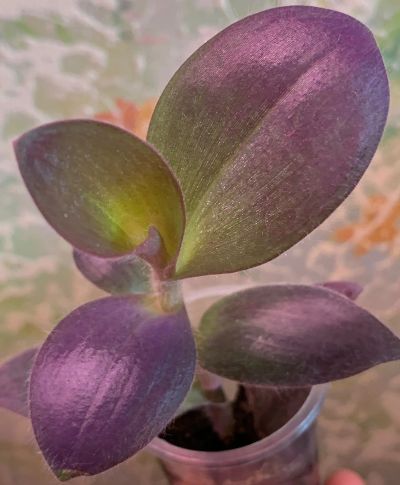 Лот: 20076587. Фото: 1. Традесканция Pallida purple heart. Горшечные растения и комнатные цветы