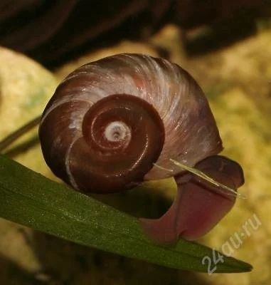 Лот: 2217998. Фото: 1. отдам улиток катушек. Моллюски, ракообразные, кораллы