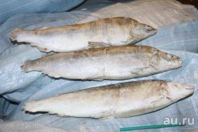 Лот: 10229977. Фото: 1. Куплю рыбу северных пород!!!. Икра, рыба, морепродукты