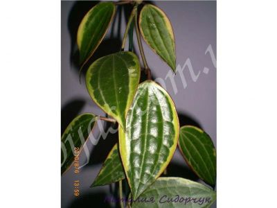 Лот: 3993258. Фото: 1. Хойя macrophylla variegata. Горшечные растения и комнатные цветы