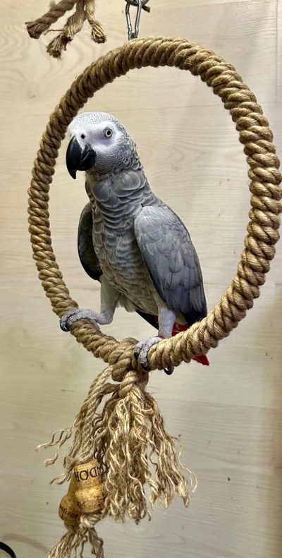 Лот: 24611904. Фото: 1. Игрушка для попугая - Большое... Другое (животные и уход)