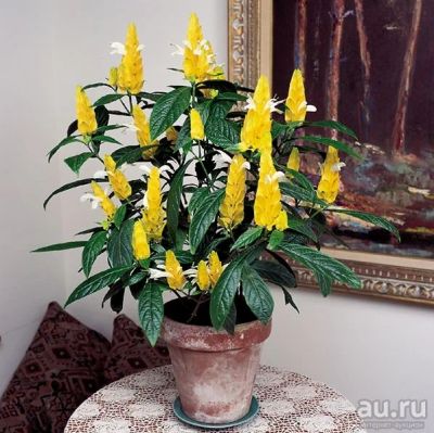 Лот: 12133865. Фото: 1. Пахистахис, с 3-мя макушками. Горшечные растения и комнатные цветы