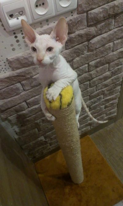 Лот: 4069555. Фото: 1. Донской Сфинкс. Голубоглазый блондин. Кошки, котята