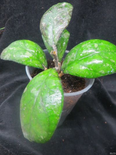 Лот: 13593396. Фото: 1. Хойя Hoya cv Larisa EPC -965. Горшечные растения и комнатные цветы