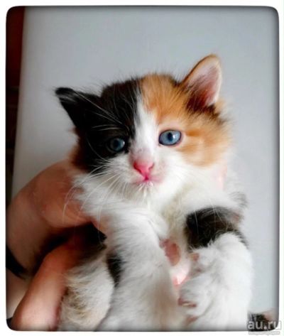 Лот: 13433227. Фото: 1. киса, котенок девочка. Кошки, котята