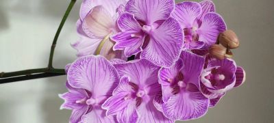 Лот: 17977264. Фото: 1. Орхидея Фаленопсис Биглип. Горшечные растения и комнатные цветы