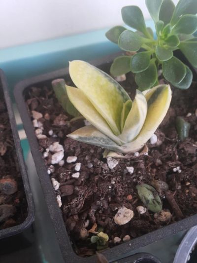 Лот: 9584902. Фото: 1. Гастерия (Gasteria Gracilis variegata... Горшечные растения и комнатные цветы