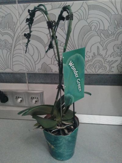 Лот: 10613777. Фото: 1. Орхидея фаленопсис (крашенная... Горшечные растения и комнатные цветы