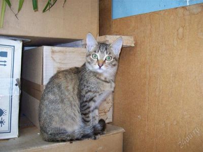 Лот: 2113898. Фото: 1. Котенок ищет хозяина. Кошки, котята