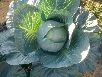 Лот: 6048546. Фото: 1. Капуста на засолку дачная вкусная. Овощи, фрукты, зелень