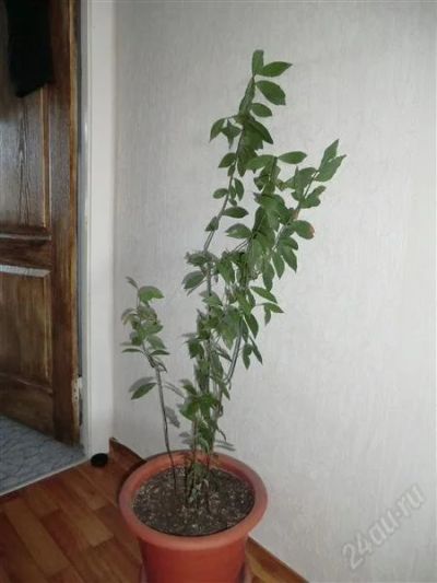 Лот: 1438211. Фото: 1. Лавровый лист. Горшечные растения и комнатные цветы