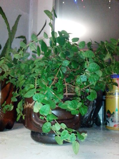 Лот: 19709912. Фото: 1. Фикус карликовый -Ficus pumila... Горшечные растения и комнатные цветы