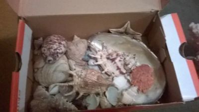 Лот: 6442021. Фото: 1. много больших красивых ракушек... Оборудование