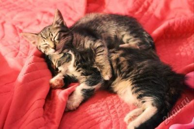 Лот: 5548667. Фото: 1. Самые лучшие котята в мире!!!. Кошки, котята