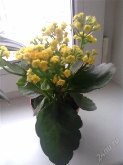 Лот: 2634345. Фото: 1. Каланхое. Горшечные растения и комнатные цветы