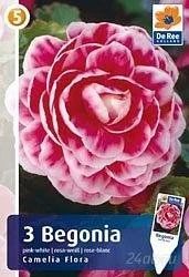 Лот: 994356. Фото: 1. Продам бегонии - два сорта, разные... Горшечные растения и комнатные цветы