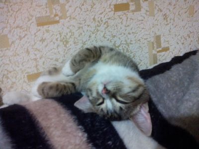 Лот: 4638808. Фото: 1. Котенок качественный, высший сорт. Кошки, котята