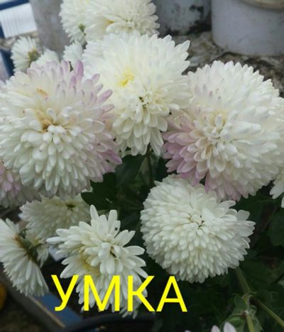 Лот: 8883652. Фото: 1. Умка. Садовые цветы