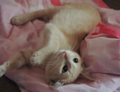 Лот: 3013479. Фото: 1. Рыженький подросток котик ищет... Кошки, котята