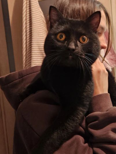 Лот: 25793697. Фото: 1. Шотландский прямоухий кот Бакс. Кошки, котята
