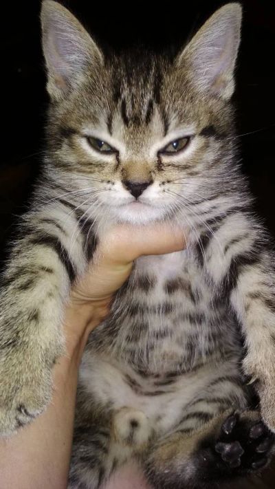 Лот: 11628350. Фото: 1. Шотландские прямоухие вислоухие... Кошки, котята