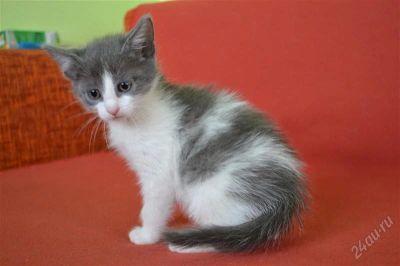 Лот: 2448631. Фото: 1. Отдадим серо-белого котика. Кошки, котята