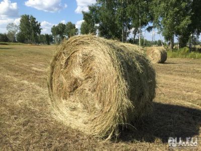 Лот: 13735457. Фото: 1. Сено в рулонах. Другое (растения и животные)