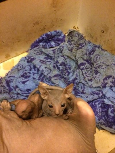 Лот: 3644656. Фото: 1. Кошки сфинкс. Рожденные 26 декабря. Кошки, котята