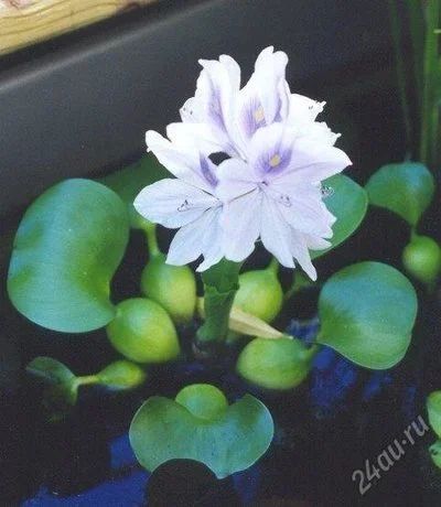 Лот: 2590679. Фото: 1. эйхорния (водяной гиацинт). Водные растения
