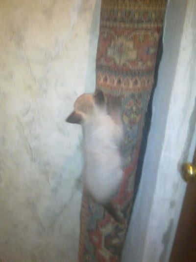 Лот: 4944553. Фото: 1. котенок миленький сиамский. Кошки, котята