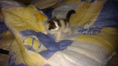 Лот: 2030363. Фото: 1. отдам котенка в хорошие руки. Кошки, котята