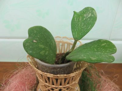 Лот: 4229667. Фото: 1. Хойя /Hoya kerrii spotted leaves. Горшечные растения и комнатные цветы
