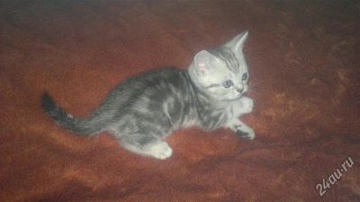 Лот: 2837210. Фото: 1. Шотландский котенок мраморной... Кошки, котята