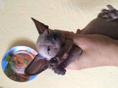 Лот: 12706167. Фото: 1. Котенок сфинкс резиновая девочка. Кошки, котята
