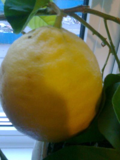 Лот: 4549906. Фото: 1. Плодоносящий лимон с плодами -... Горшечные растения и комнатные цветы