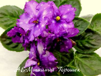 Лот: 6456197. Фото: 1. Фиалка сортовая АЕ-Мышиный Горошек... Горшечные растения и комнатные цветы
