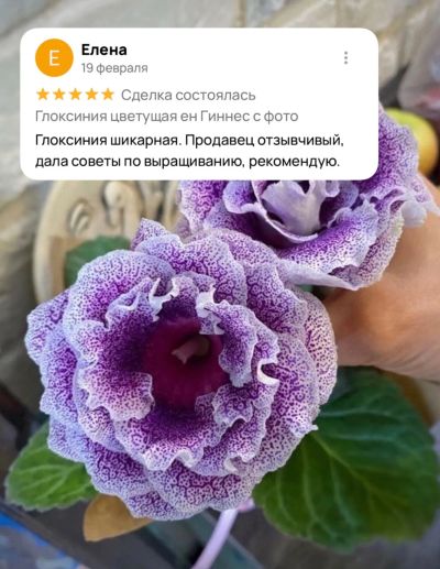 Лот: 19068644. Фото: 1. Глоксиния сорт ЕН Аметистовый... Горшечные растения и комнатные цветы