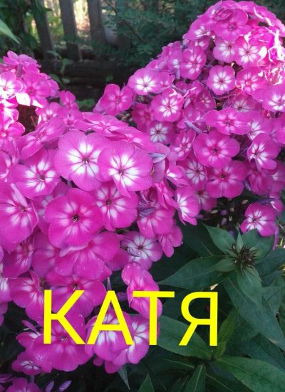 Лот: 11905164. Фото: 1. флокс "катя". Садовые цветы