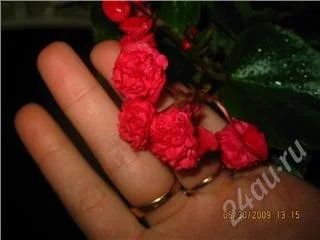 Лот: 80041. Фото: 1. Бегония. Горшечные растения и комнатные цветы