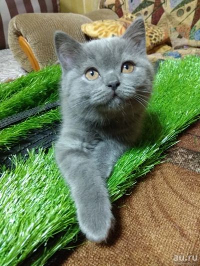 Лот: 17587374. Фото: 1. Британские котята. Кошки, котята